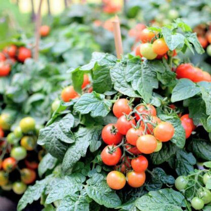 tomatplanta-tiny-tim