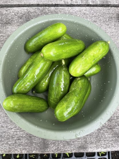 Snacksgurka