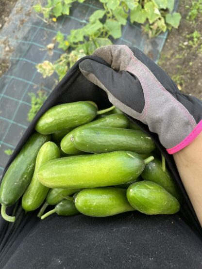 Snacksgurka - Bild 2