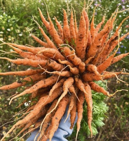 morötter