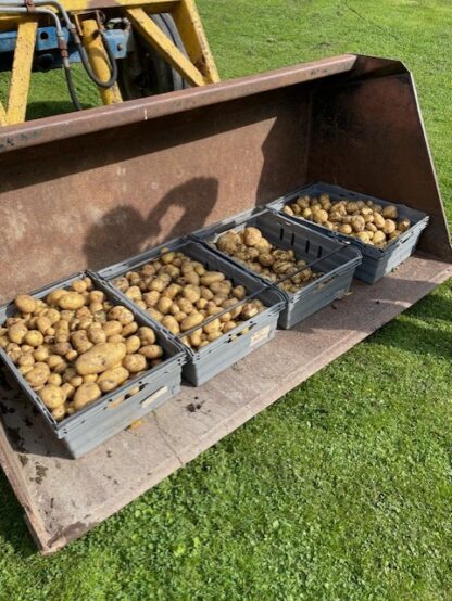 Potatis 'Almonda' - Bild 3