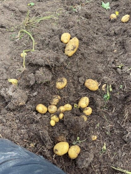 Potatis 'Almonda' - Bild 2