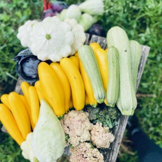 gul zucchini