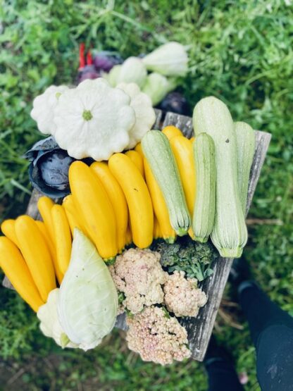 gul zucchini