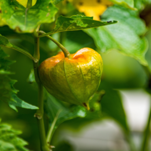 gyllenbar-molly-planta