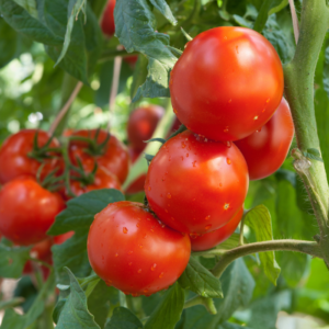 tomat-jani-tomatplanta