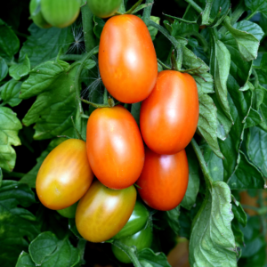 Tomater Kmicic på en planta