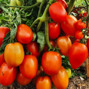 tomat-rio-grande
